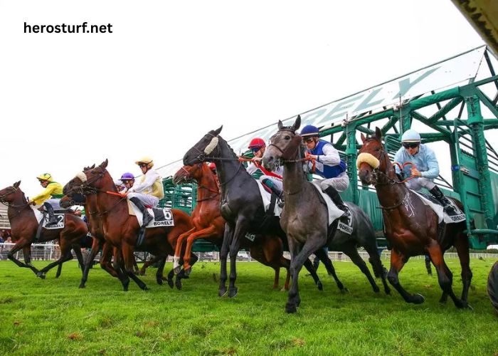 Course en Direct