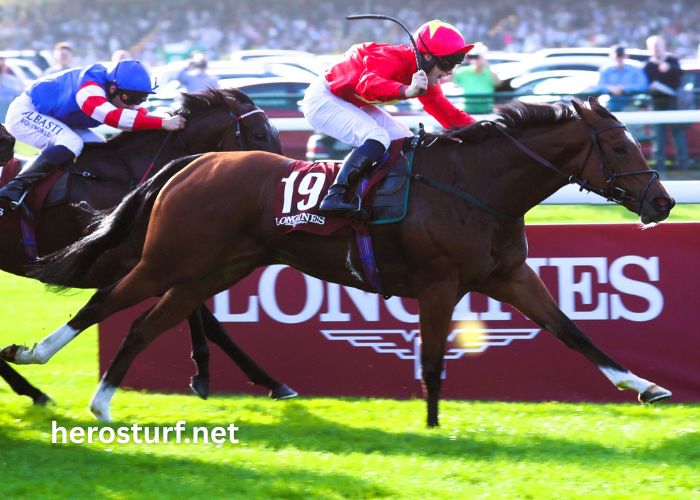 Ivoire Turf Vip (2)
