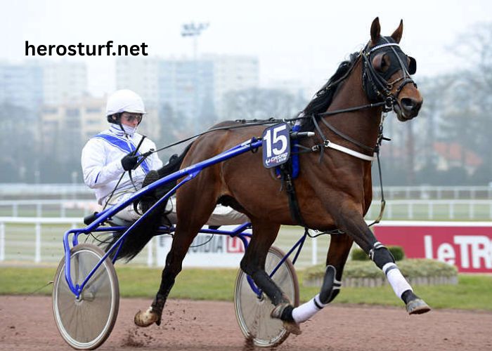 Lingodor Turf 2019 (3)