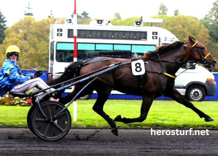 Pion Sur Pmu (4)