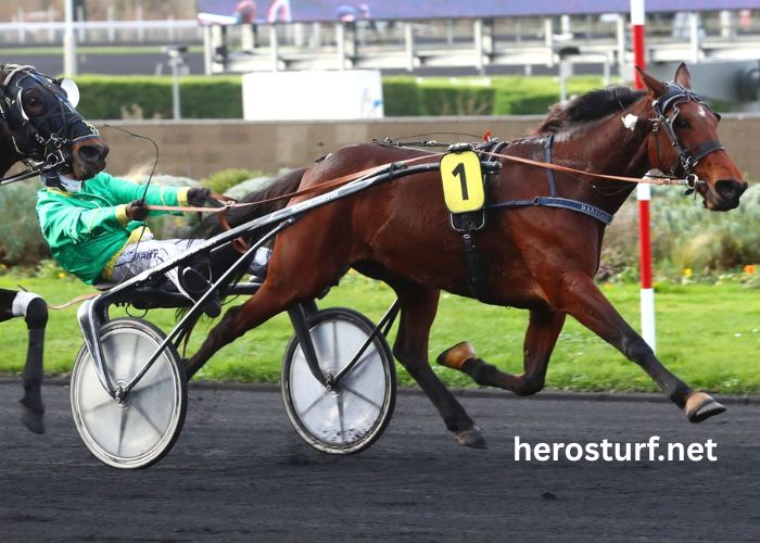 Paris Promise Turf (4)